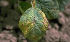 Arsura bacteriană a soiei  Arsura bacteriană a soiei